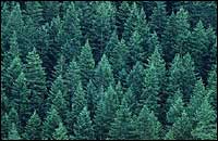 Le foreste di abeti dell'emisfero boreale, come questa, situata nell'America settentrionale, forniscono una grande quantità di legname. L'abete, che può vivere anche ottocento anni, supera spesso i 50 m d'altezza.